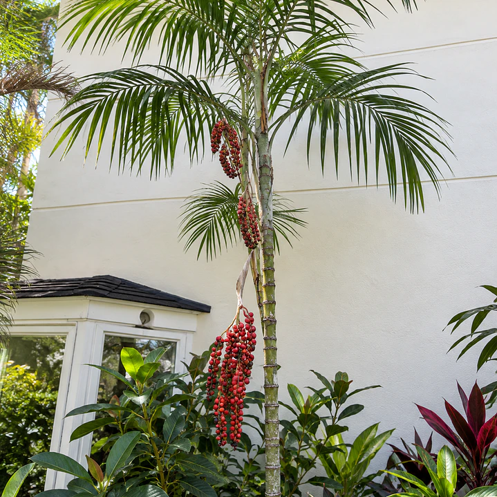 Palmera chamaedorea radicalis 2