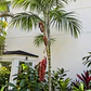 Palmera chamaedorea radicalis - Miniatura 2