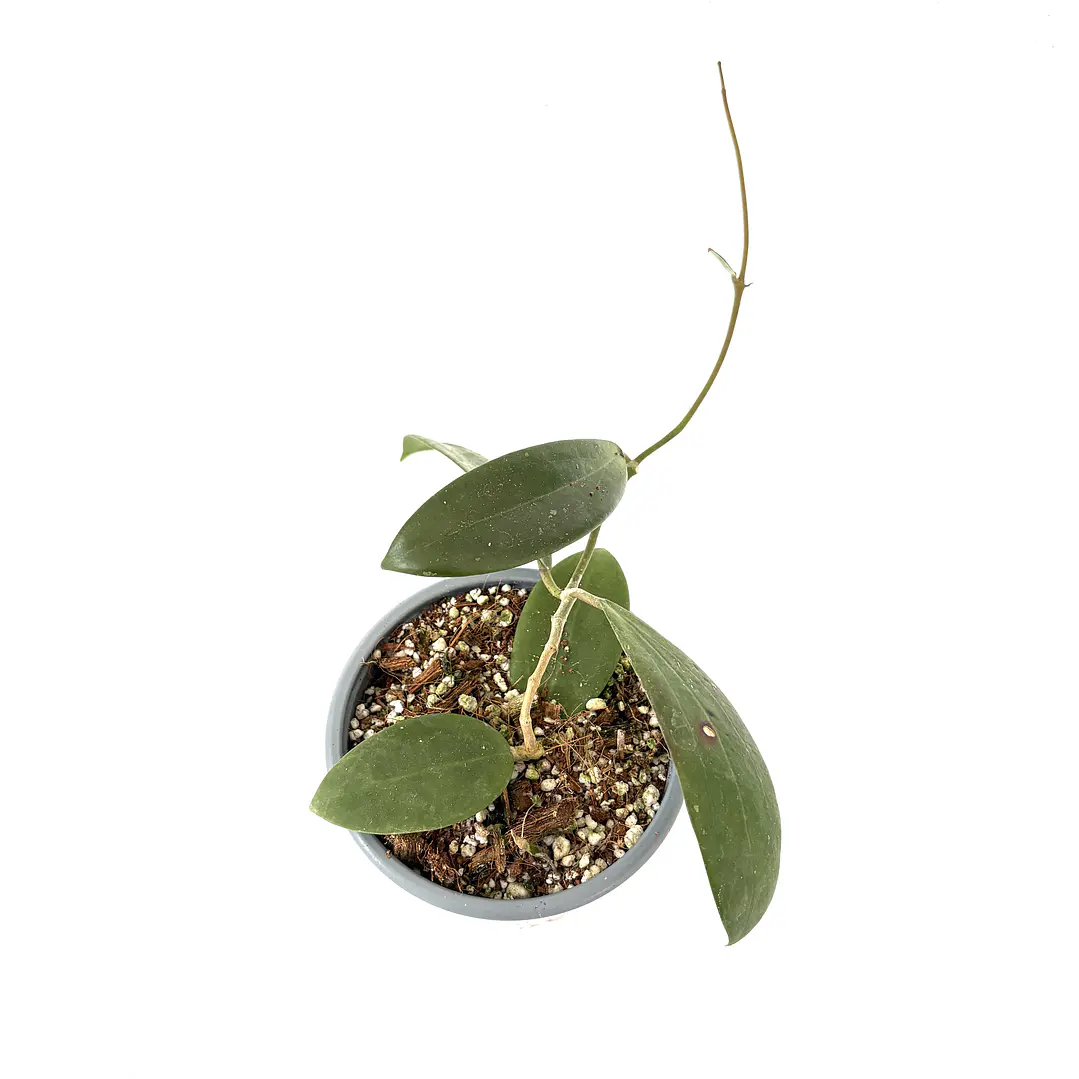 Hoya verticillata 2