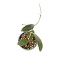 Hoya verticillata - Miniatura 2