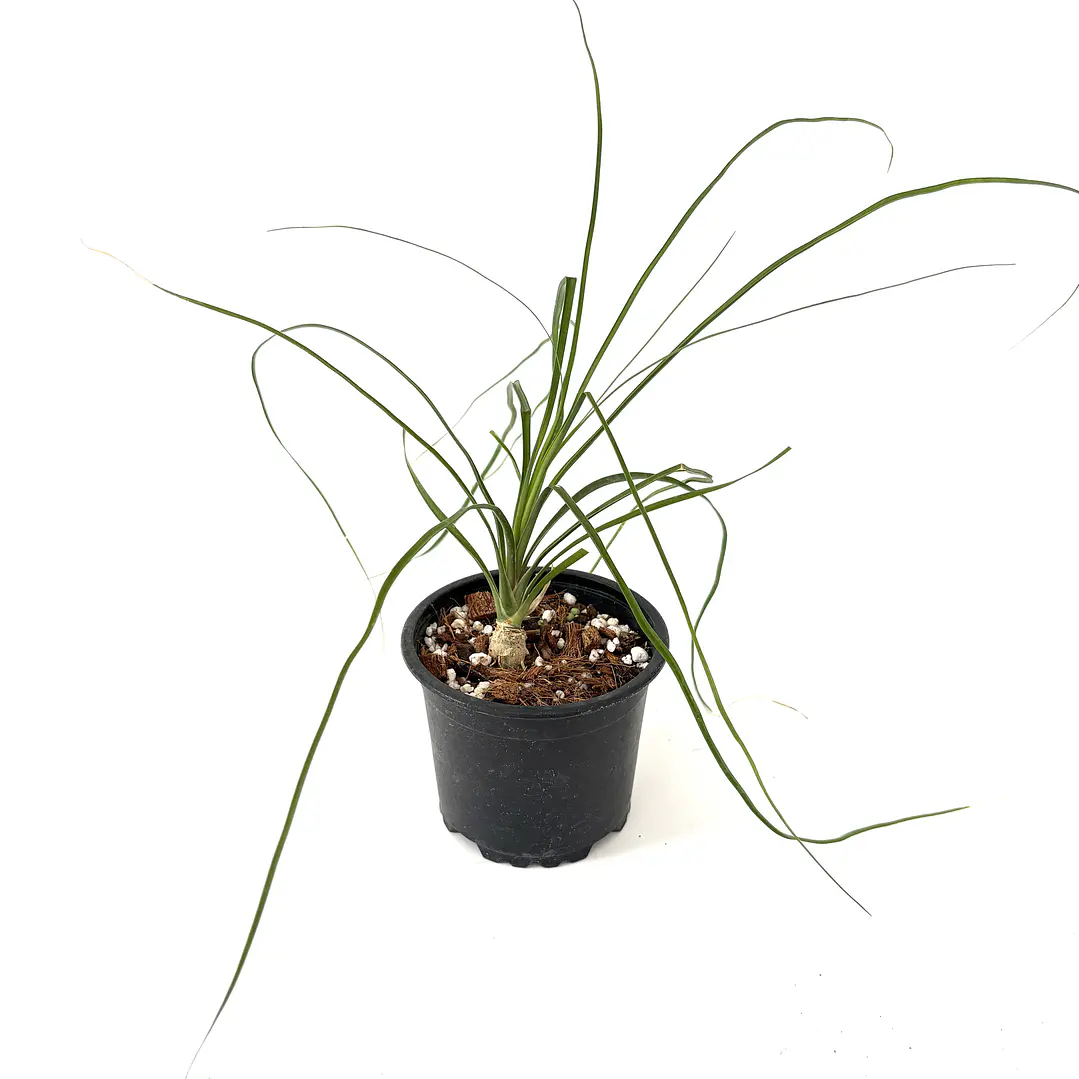 Beaucarnea recurvata (pata de elefante) 1