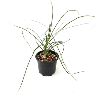 Beaucarnea recurvata (pata de elefante)