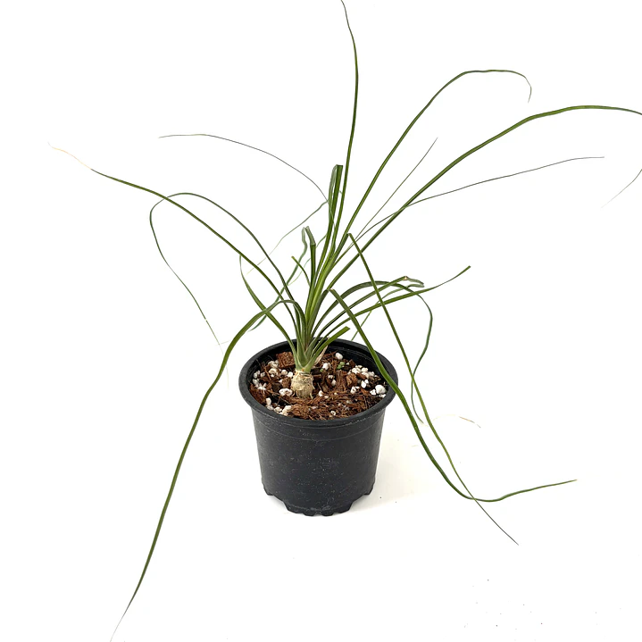 Beaucarnea recurvata (pata de elefante) 1