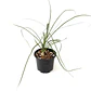 Beaucarnea recurvata (pata de elefante) - Miniatura 1