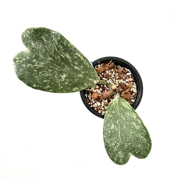 Hoya kerrii splash 2