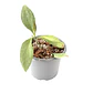 Hoya nicholsoniae 'New Guinea Ghost' - Miniatura 3