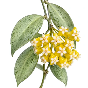 Hoya nicholsoniae 'New Guinea Ghost'