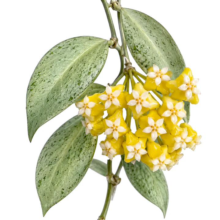 Hoya nicholsoniae 'New Guinea Ghost' 1