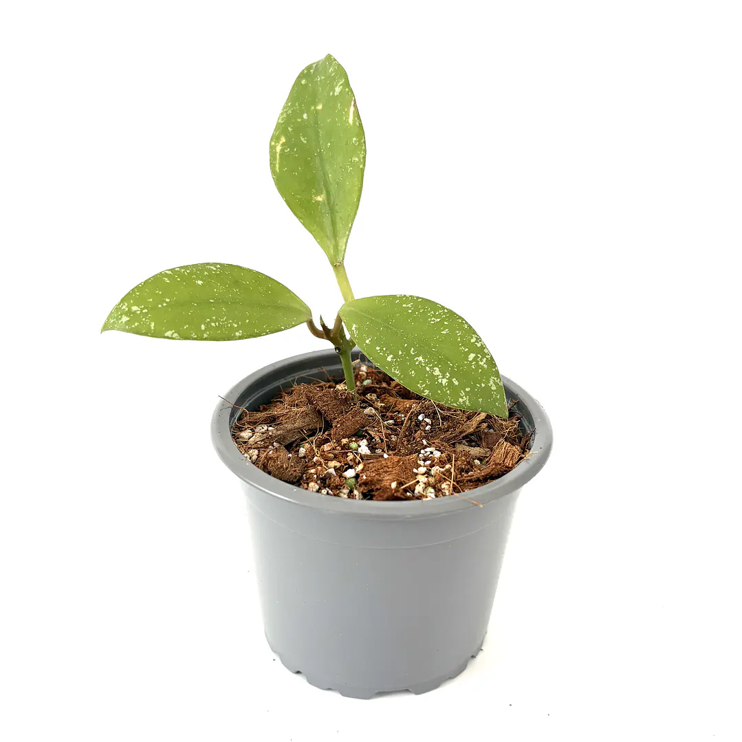 Hoya pusilla 2