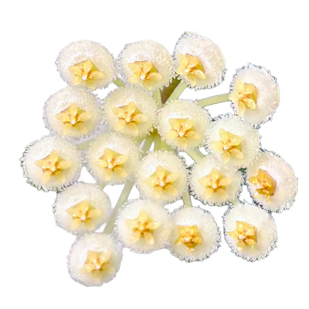 Hoya pusilla 1
