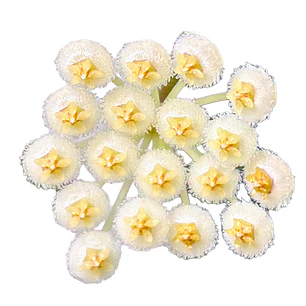 Hoya pusilla