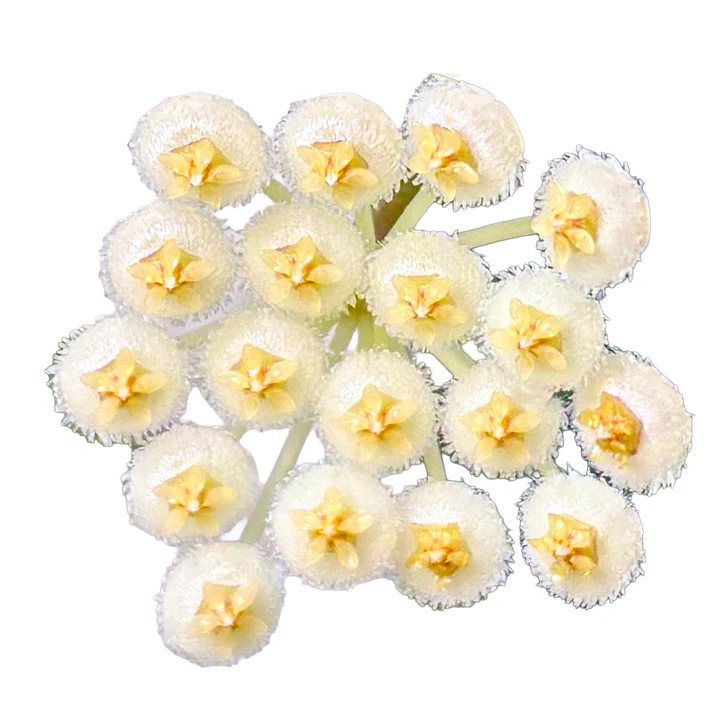 Hoya pusilla 1
