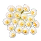 Hoya pusilla - Miniatura 1