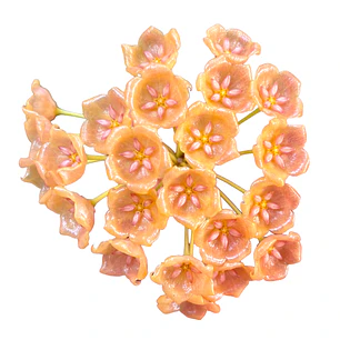Hoya siariae