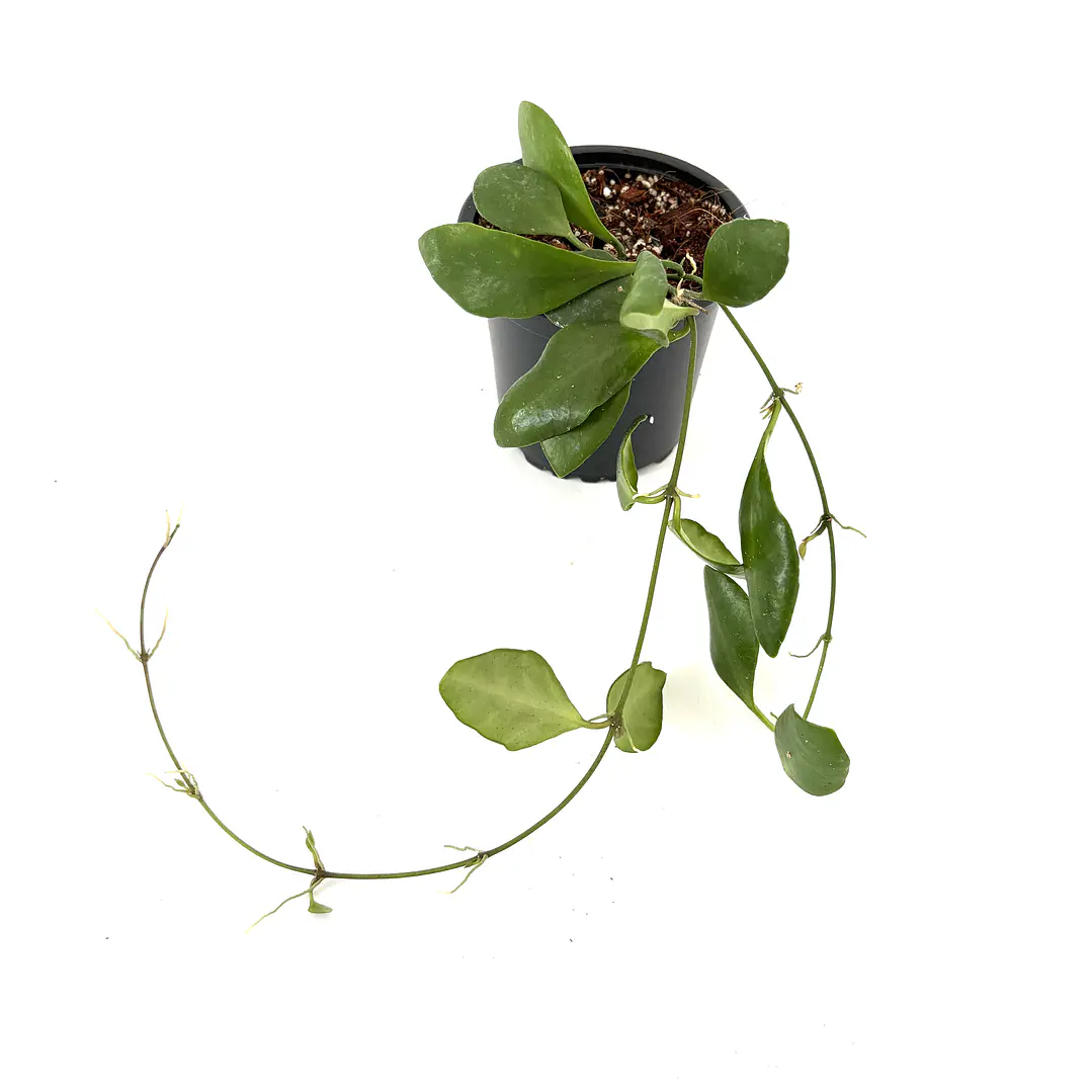 Hoya incurvula 2