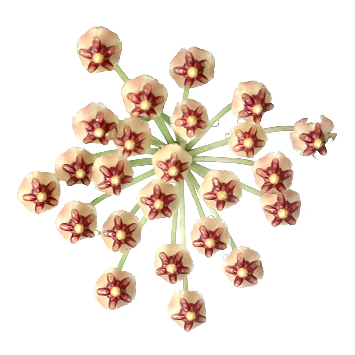 Hoya incurvula 1