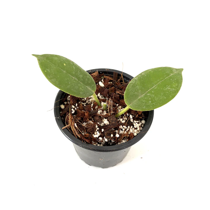 Hoya ruthie 2
