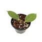 Hoya ruthie - Miniatura 2