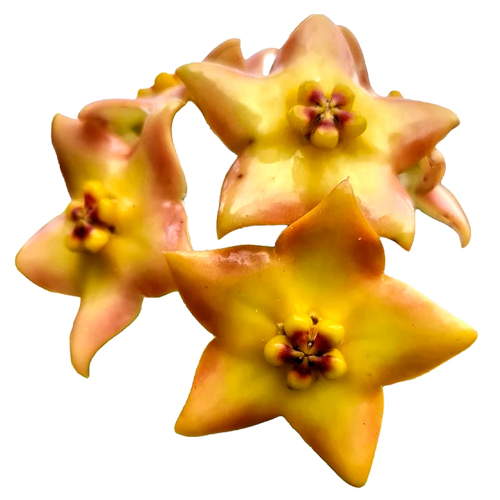 Hoya ruthie 1
