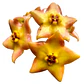 Hoya ruthie - Miniatura 1