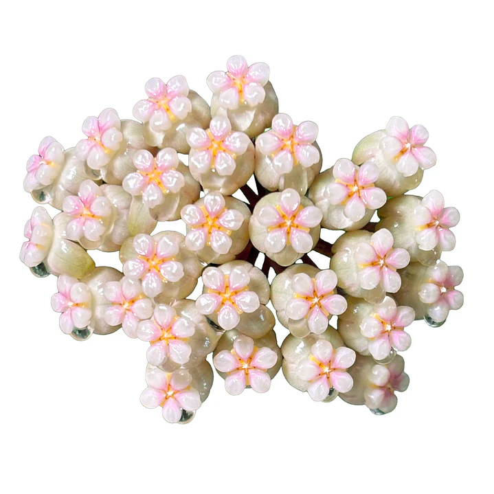 Hoya crassipetiolata splash 2