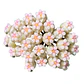 Hoya crassipetiolata splash - Miniatura 2