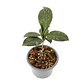 Hoya crassipetiolata splash - Miniatura 3