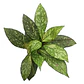 Hoya crassipetiolata splash - Miniatura 1