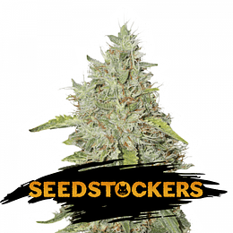 Northern Lights Auto x5 Seeds Stockers