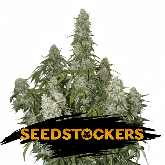 Big Bud Auto x5 Seeds Stockers