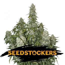 Big Bud Auto x3 Seeds Stockers