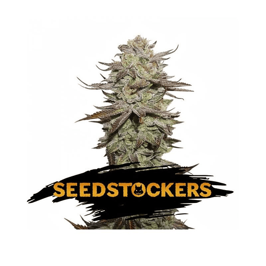 Super Skunk Fem x5 Seeds Stockers