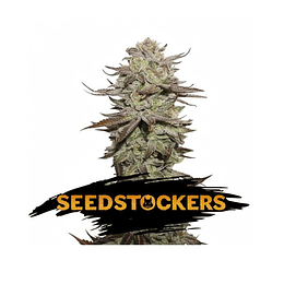 Blackberry Gum Fem x5 Seeds Stockers