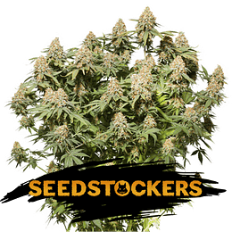  Moby dick fem x3 seed stockers
