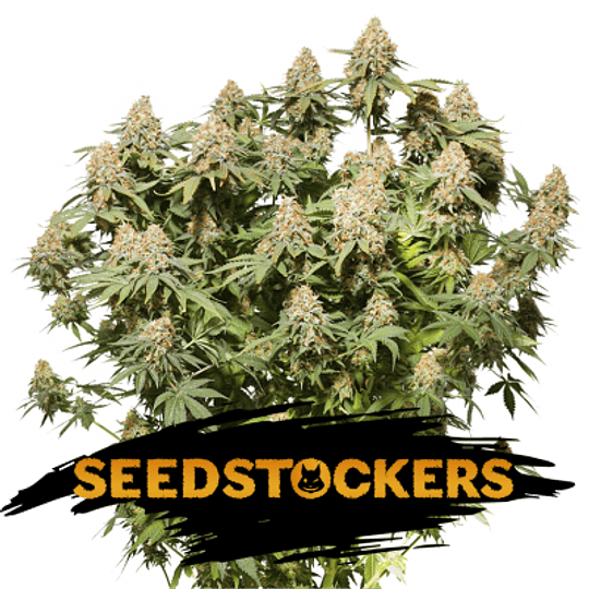  Moby dick fem x3 seed stockers