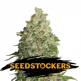 Bcn Critical xxl Fem x3 Seeds Stockers