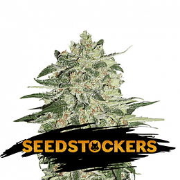 Big Bud Fem x3 Seeds Stockers