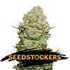 White Widow x3 Fem Seeds Stockers