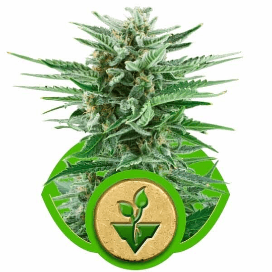 Easy Bud Auto x3 Royal Queen Seeds