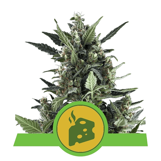 Blue Cheese Auto x3 Royal Queen Seeds