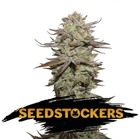 Ak 420 Fem x3 Seeds Stockers