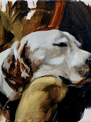 Estudio de perro dormido