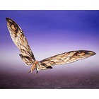 Suko & Mothra (Godzilla X Kong: The New Empire) S.H. Monsterarts 3