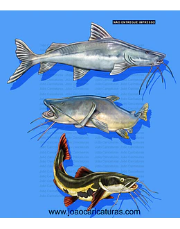 Desenho feito sobre  encomenda de peixes, Jaú, Piraiba, Pirarará, clube, pescador, aquático, Ariranha, Pacú, peixe de agua doce, logo, pescaria, encontro