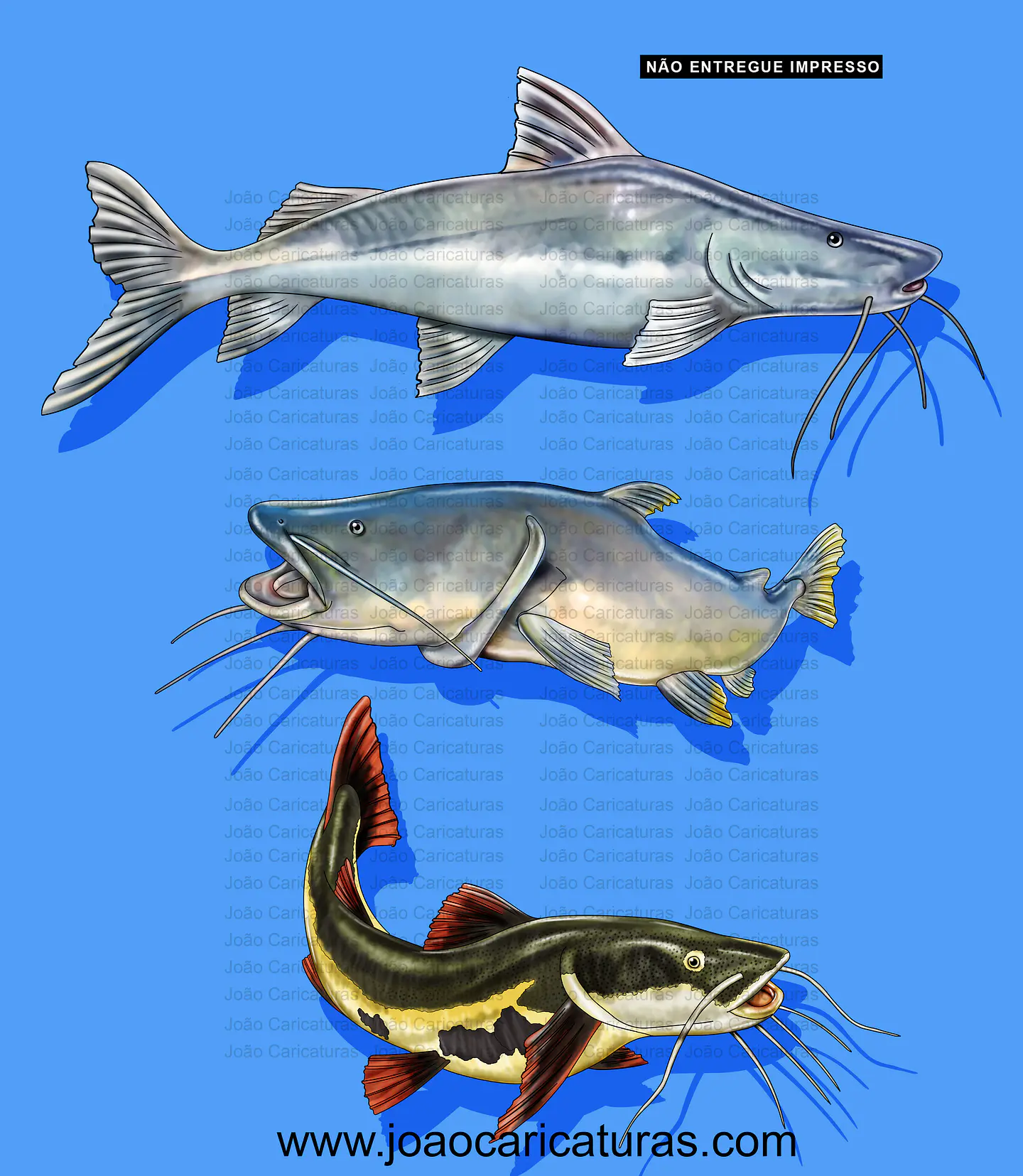 Desenho feito sobre  encomenda de peixes, Jaú, Piraiba, Pirarará, clube, pescador, aquático, Ariranha, Pacú, peixe de agua doce, logo, pescaria, encontro 1