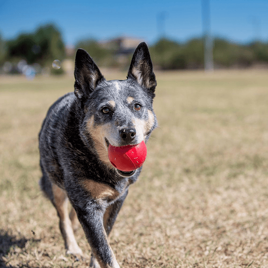 Kong Ball Classic pelota perros