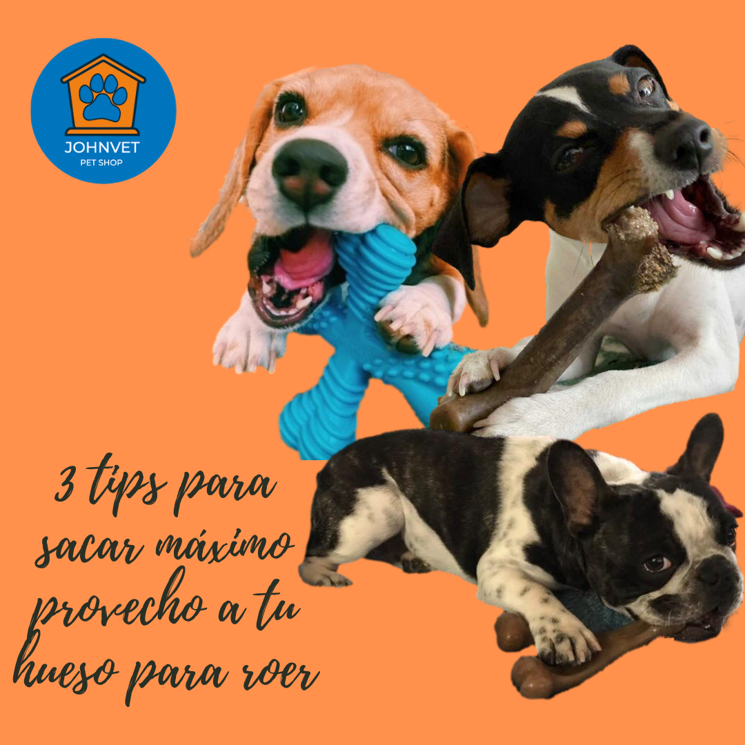 3 consejos para hacer un buen uso de los huesos para roer - Tips Johnvet