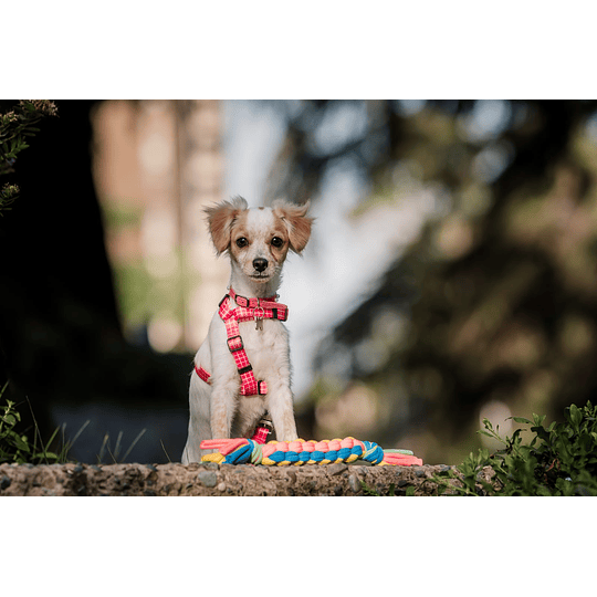 Marley JaoToys juguete cuerda para perros