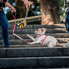 Marley JaoToys híbrido cuerda para perro juguete multifuncional