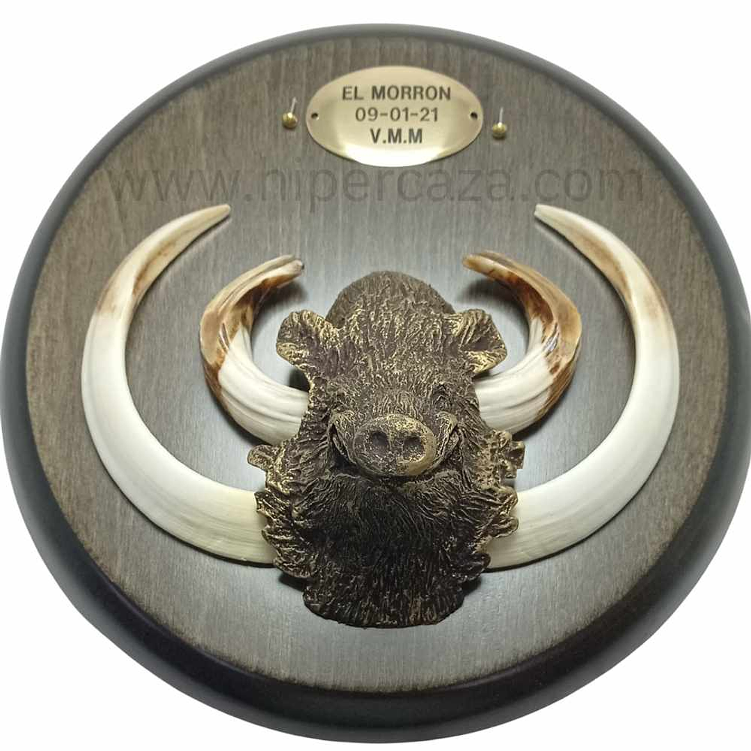 Cabeza de jabalí mediana para encasquillar colmillos  8